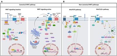 WNT Signaling in Tumors: The Way to Evade Drugs and Immunity